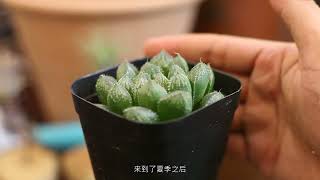 多肉植物怎么养？园艺师教你，这可能是全网最全面的教程了