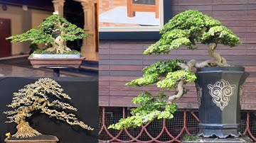 Bonsai cây cảnh đẹp của các nghệ nhân trong và ngoài nước #bonsai #caycanh #bonsaitree 