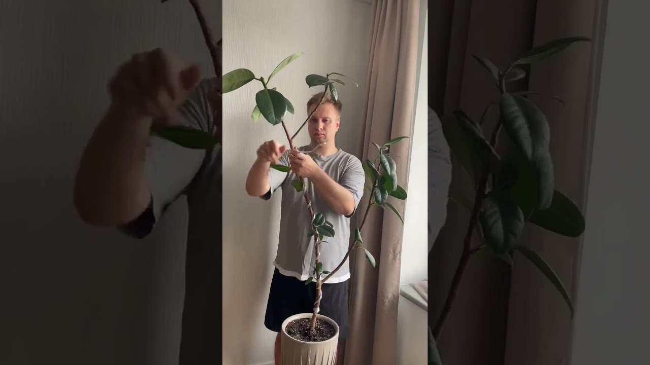 Часть 6, Корректируем осанку фикуса🌿 