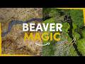 How beavers can fully revitalise a farm