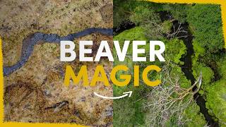 How beavers can fully revitalise a farm by Mossy Earth 322,692 views 2 months ago 11 minutes, 29 seconds