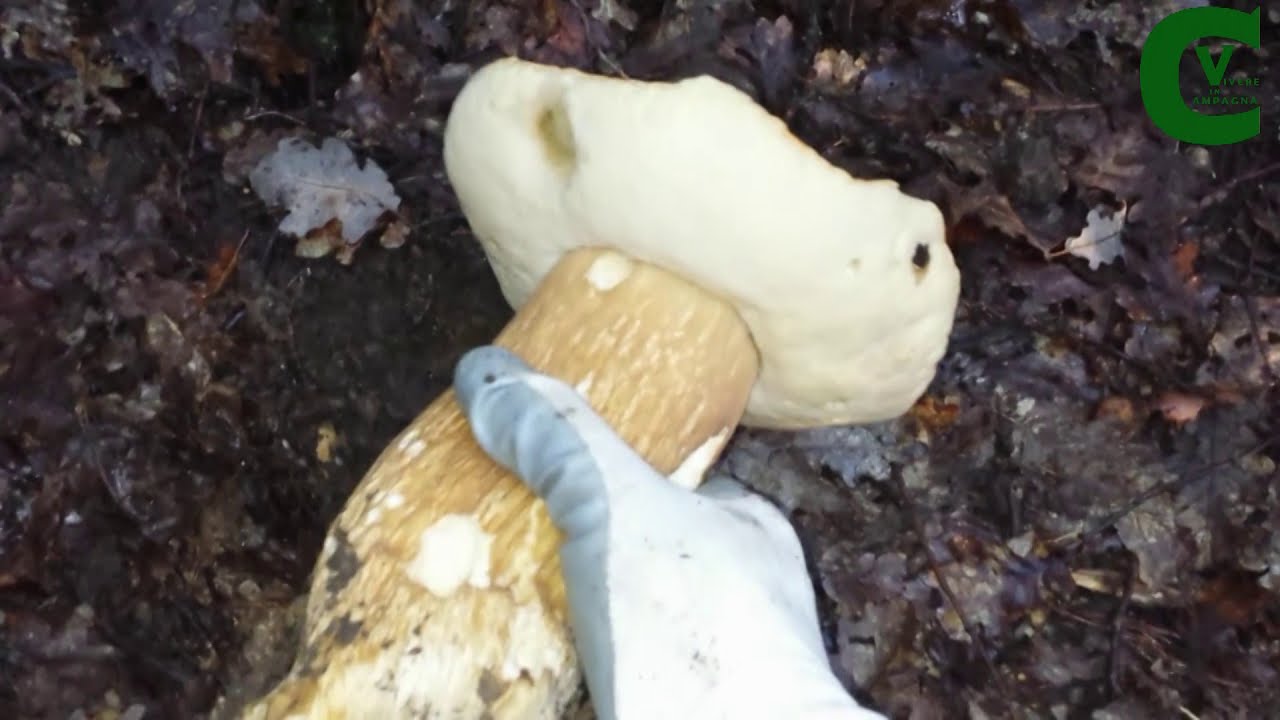 Spettacolari porcini (Boletus Aereus) nel sottobosco di quercia YouTube