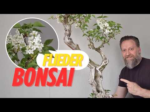 Sakura Bonsai - YouTube