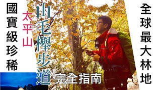 山毛櫸步道 完全指南 全球最大山毛櫸珍稀純林 季節限定 10-11月中旬