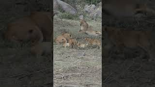 Wonderful Lion Mother with Cubs || ther Power of a Mother 23