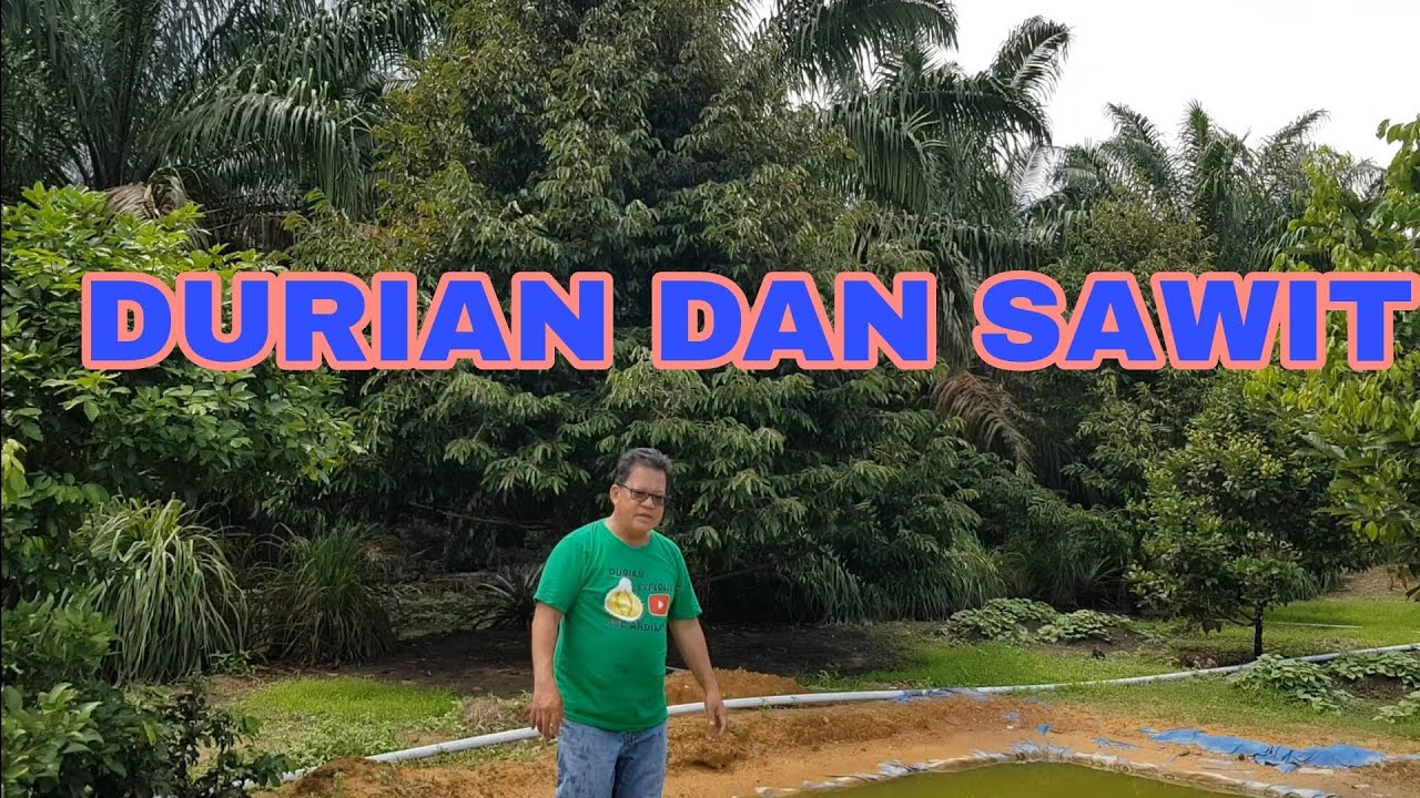 PERBATASAN KEBUN DURIAN DAN SAWIT, PERKEMBANGANNYA???