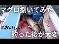 【30kg】キハダマグロ捌いてみた
