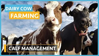 Dairy Cow Farming (Lesson 18) - Calf Management