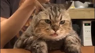 Lucu banget ,, Jimbon Kucingnya Bang Dikta Ikut Buka Puasa #kucing #cat by RINO PRIATAMA 3,467 views 1 month ago 18 minutes