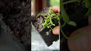 Dividing Venus Flytrap into Multiple Plants:  Propagate Carnivorous Plants