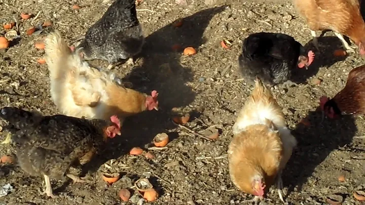 Chicks working