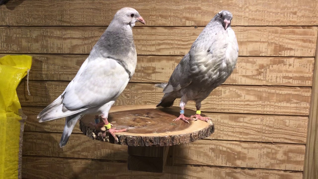 Buchon Gaditano Miami 