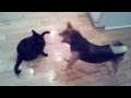 Shiba Inu and the Cat (Jaxon and Danzig)