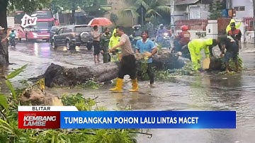 BLITAR - Hujan Deras Campur Angin Kencang Tumbangkan Pohon Lalu Lintas Macet