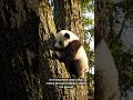 Pandas Can’t Even Climb 😨 #facts #wildlifeentertainment #animalfacts