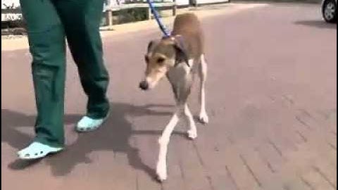 Angular limb deformity of a sighthound in the left forelimb