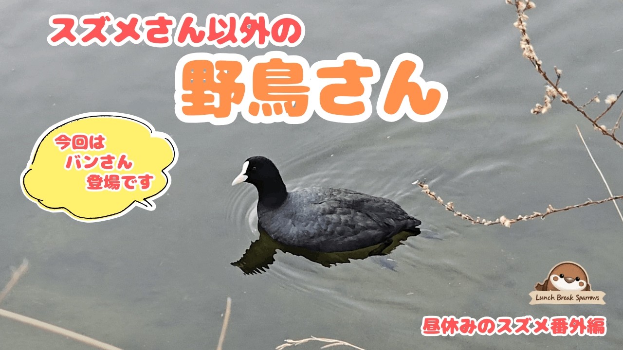 【番外編】昼休みに出会ったスズメさん以外の野鳥さん  2月16日～22日 #オオバン #バン #アオサギ #ジョウビタキ #ハクセキレイ #鳥 #鳥見 #野鳥 #バードウォッチング #昼休みのスズメ