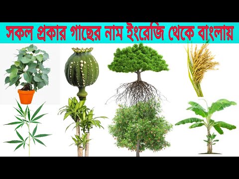 ভিডিও: অ্যাকোয়ারিয়াম গাছপালা: নাম সহ ছবি