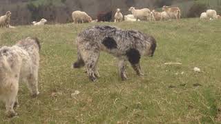 Greg Judy discusses guardian puppies training program