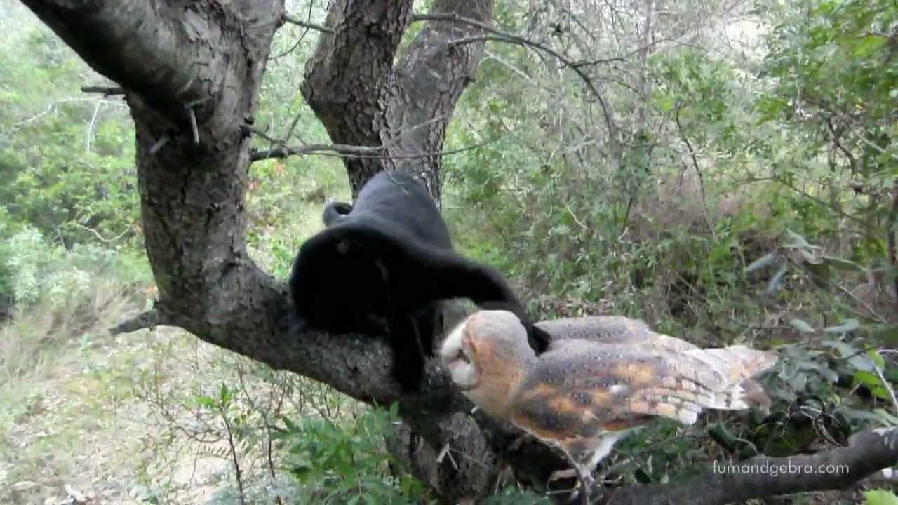 Fum And Gebra 2012 The Return Youtube