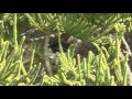 Bird Watching Willy Wagtail chicks part 1
