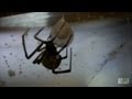 Brown Widow Spiders Invade | Infested!