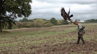 Golden Eagles in Derbyshire. by Bull-X TV 1,908 views 1 year ago 1 minute
