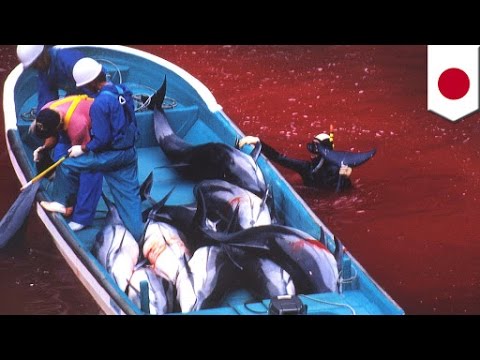 Video: Pemburu Lumba-lumba Jepun Melanjutkan Musim