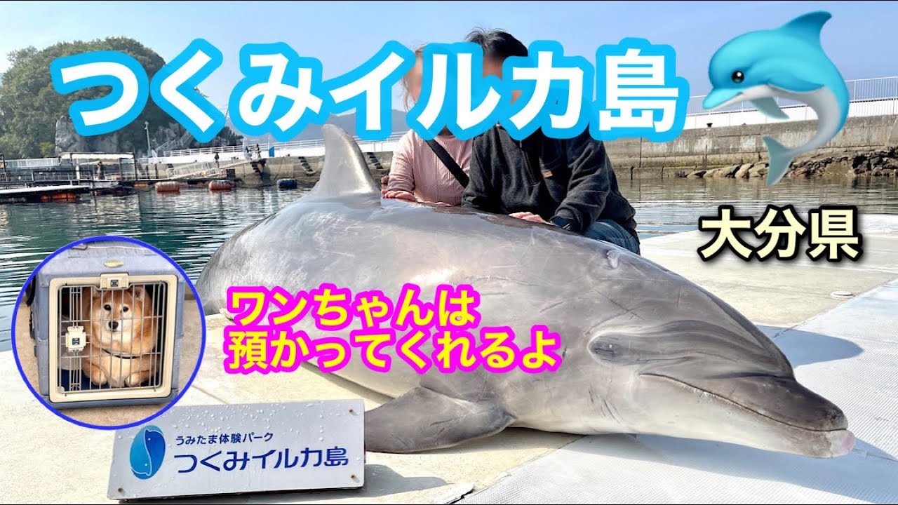 つくみイルカ島でイルカと触れ合い体験