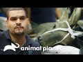 Veterinario toma difícil decisión sobre la vida de Kudu | El zoológico del Bronx | Animal Planet