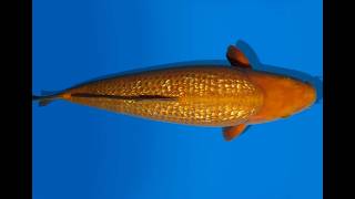 Koi Auktion Dainichi GinrinChagoi Nisai Diamond female 60cm NN6-0519