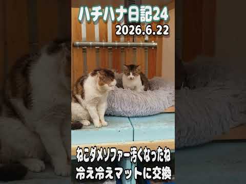 【野良猫】ハチハナ日記24ねこダメソファー汚くなったね、冷え冷えマットに交換