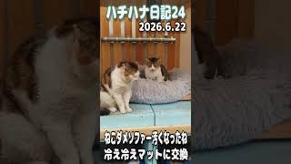 【野良猫】ハチハナ日記24ねこダメソファー汚くなったね、冷え冷えマットに交換