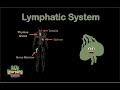 The Human Body for Kids/Lymphatic System Song /Anatomy for Kids