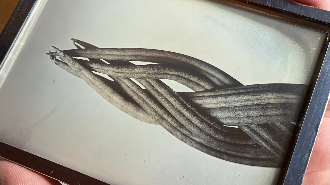 Daguerreotype: Braided Spear Plant #1