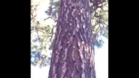 Squirrel falling off of tree - Funny