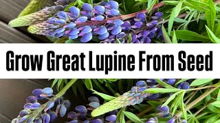 Grow Lupine from Seed : seed starting trick : Zone 5 : Lupinus Perennis & Polyphyllus