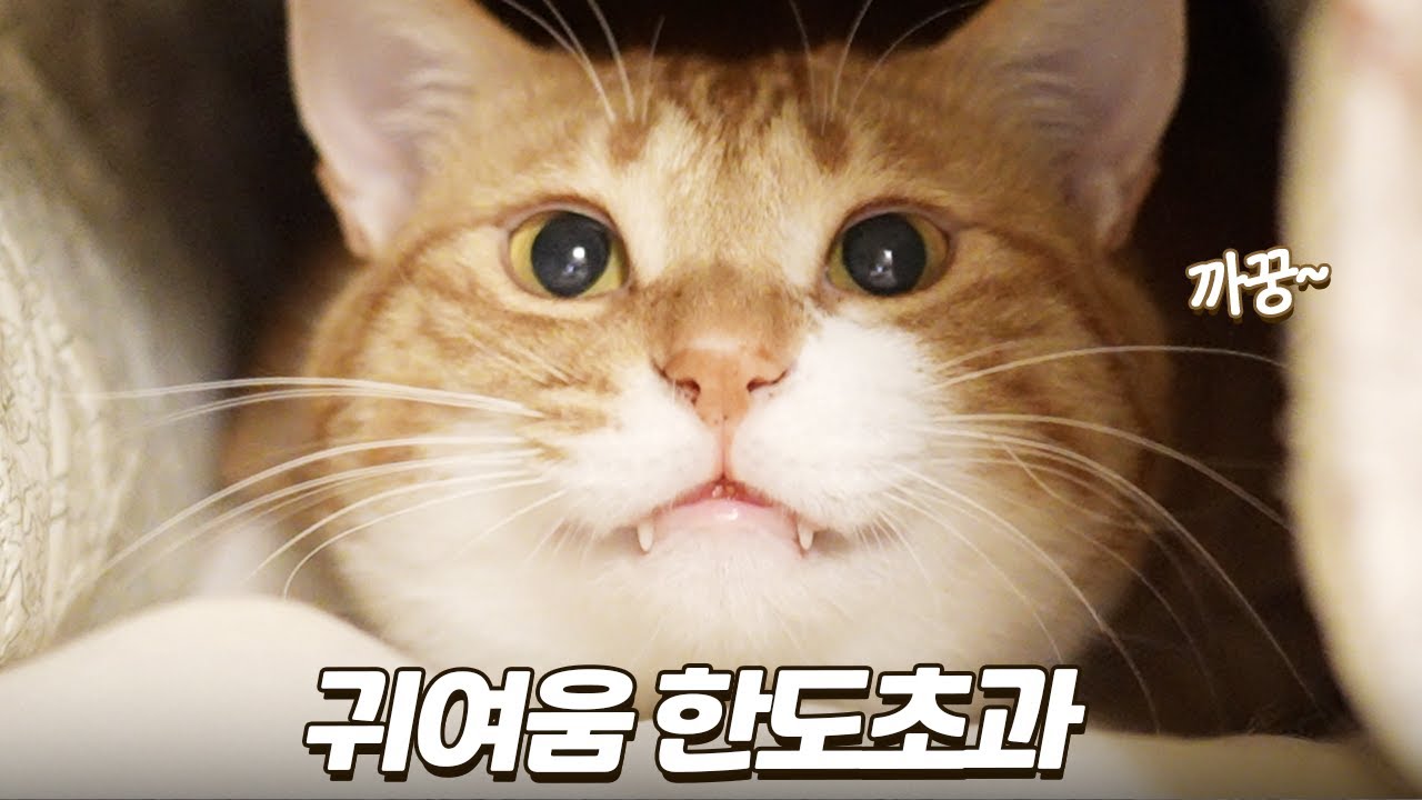 제주도에서 구조한 고양이들이 귀여움으로 보은을 합니다