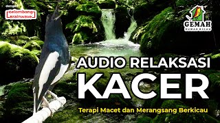 Relaksasi Kacer dan Masteran Audio Terapi (dengan Gelombang Brainwave)