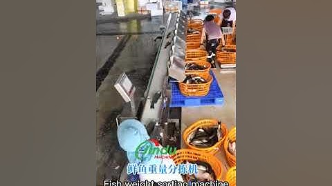 seafood weighing scale dynamic checkweigher sorting machine #machine #machinery #equipment #fish