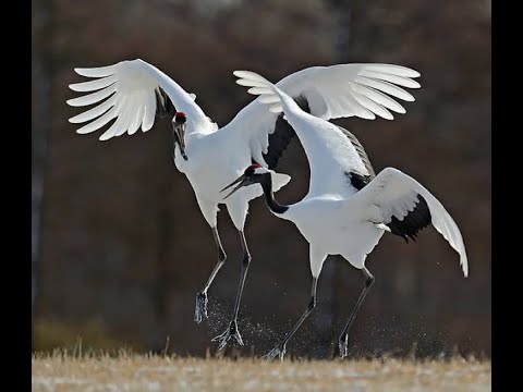 Чукотские журавли.