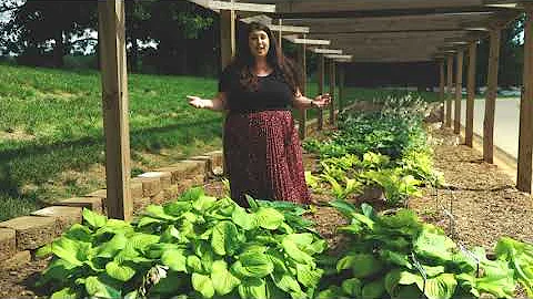 2020 Virtual Trial Garden Tour 4 - Perennials