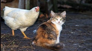 кошка съела курицу целиком кошка съела курицу целиком