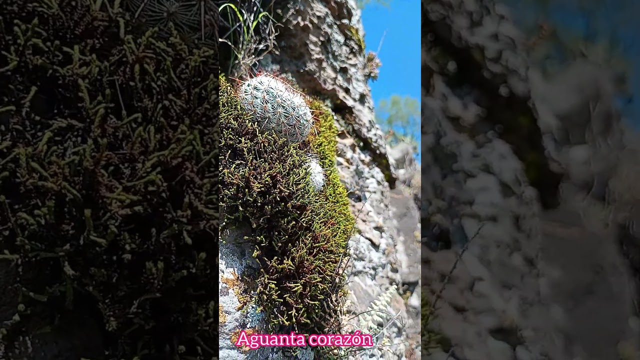 aguanta corazón ❤️❤️❤️