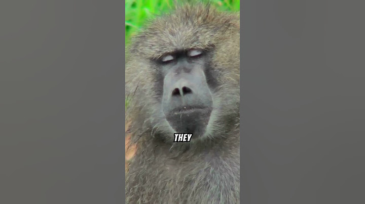 Discover 5 Amazing Facts About Baboons That Will Surprise You