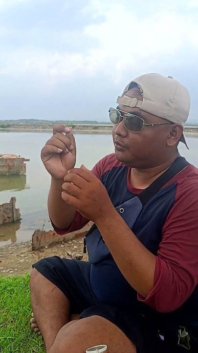 Masteran ayam hutan hijau cekok cekok koker