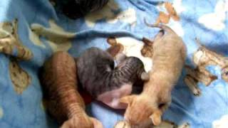 Cornish Rex kittens, 25 days old by Teri Thorsteinson 632 views 15 years ago 1 minute, 3 seconds