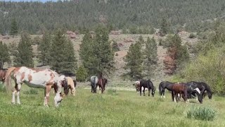 Bend ‘wild horse detective’ reunites mustangs with families