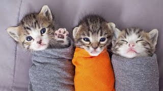 Cute Kittens Meowing and Funny Videos and Cats Meowing Funny Videos Cats Comrade