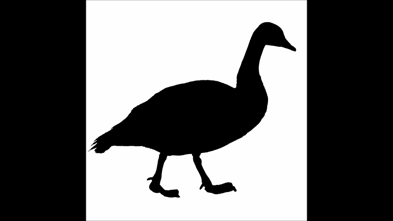 Canadian Geese Sounds slowed down YouTube